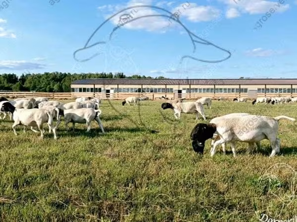 Ram, Dorper sheep