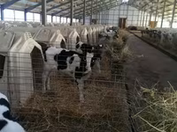 公牛, Holstein breed — 照片 2