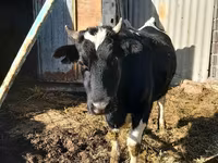 母牛, Holstein breed — 照片 7