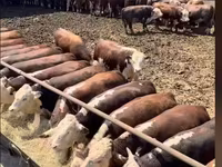 公牛, Cattle — 照片 1