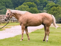 Caballo, Quarter Horse — foto 2