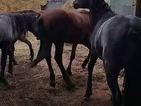公马, Horse breed — 照片 6