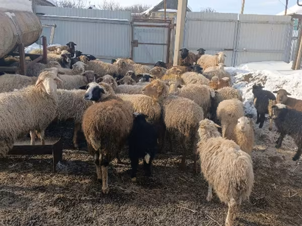 母羊, Romanov sheep — 俄罗斯