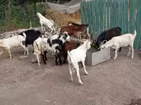 公山羊, Pomellata goat — 照片 4