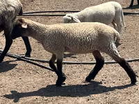 公羊, Hampshire sheep — 照片 3