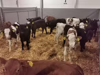 公牛, Cattle — 照片 7