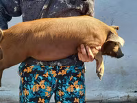 Boar, Мангалица — photo 5