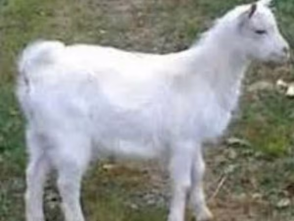 Billy Goat, Saanen goat