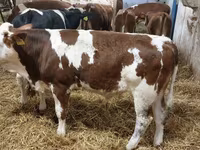 Bulle, Simmental cattle — Foto 2