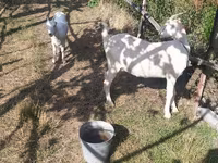 Goat, LaMancha goats — photo 1