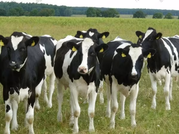 母牛, Holstein breed