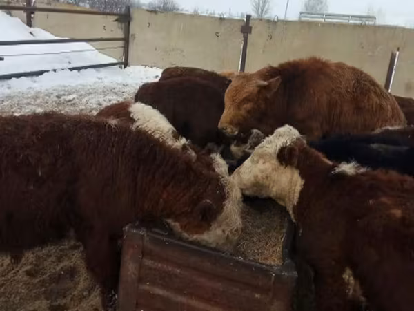 公牛, Cattle