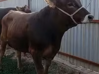 ثور, Swiss cattle — الصورة 1
