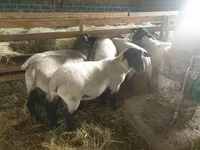 母羊, Baerchuke sheep — 照片 1