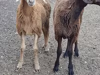 公山羊, Goats — 照片 1