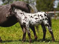 母马, American shetland pony — 照片 7