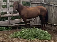 母马, Horses — 照片 1