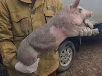 公猪, Pigs — 照片 7