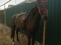 母马, Horses — 照片 1
