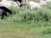 母山羊, Goats — 照片 1