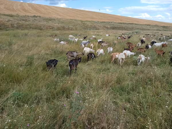 Cabra, Cabras