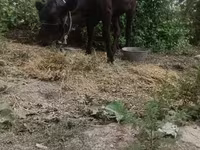 Cow, Cattle — photo 1