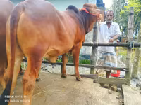Bull, Cattle — photo 2