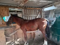 母马, Horses — 照片 3