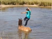 घोड़ा, Gypsy horse — फ़ोटो 3