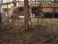 Schaf, Arashan sheep — Foto 7