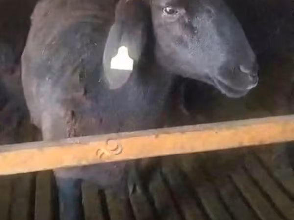 公羊, Sheep — 俄罗斯