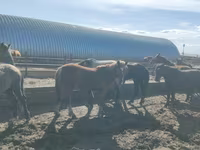 Horse (M), Horse breed — photo 3