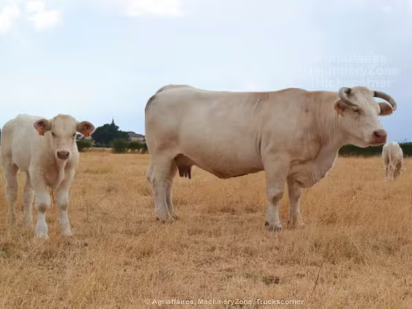 Charolais cattle