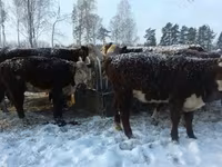 Cow, Cattle — photo 3