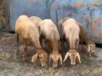 Oveja, Arashan sheep — foto 1