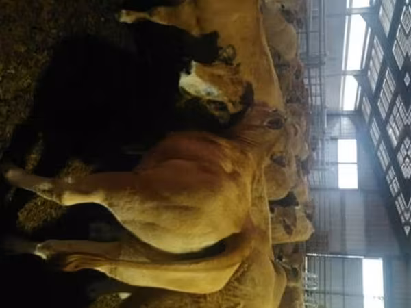 Cow, Aubrac cattle