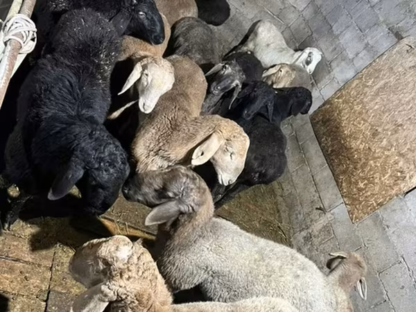 Sheep