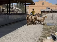 Sheep, Arashan sheep — photo 6