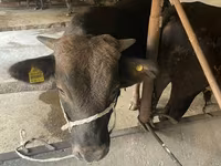 Toro, Ganado vacuno — foto 6