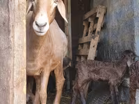 母羊, Baerchuke sheep — 照片 2