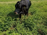 Bull, Red Polled Cow — photo 2