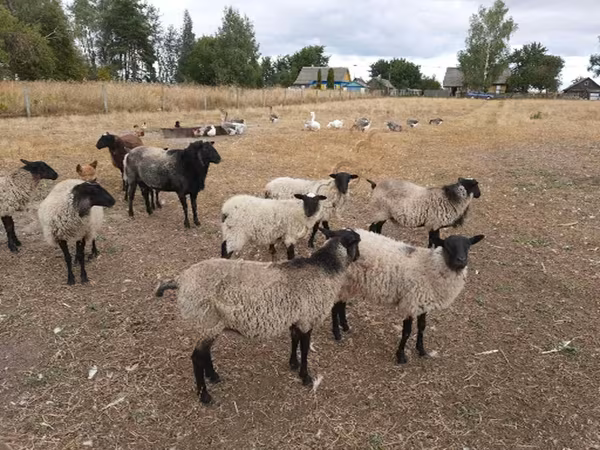 母羊, Romanov sheep — 俄罗斯