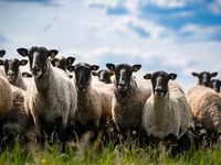 公羊, Hissar sheep — 照片 1