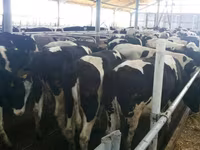 गाय, Russian Black pied cattle — फ़ोटो 1