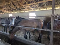 Horse (M), Horses — photo 4