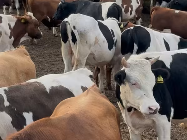 公牛, Cattle
