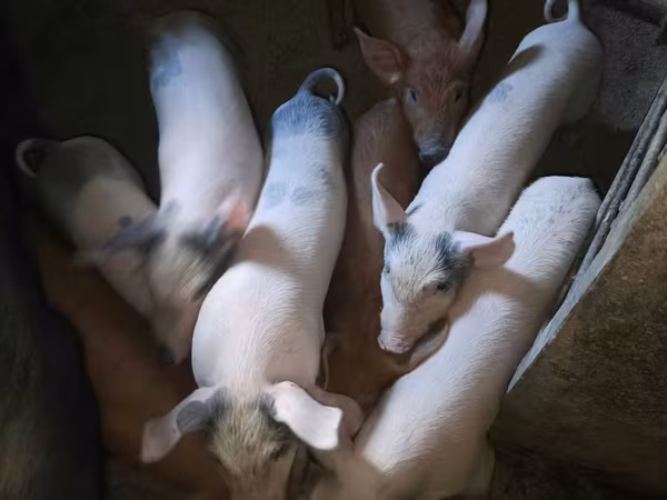 公猪, Pigs