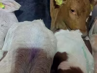 公牛, Limousin cow — 照片 4