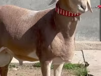 كبش, الأغنام — الصورة 1