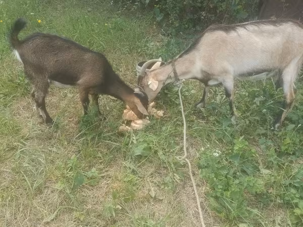 Коза, Козлы